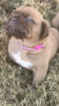 Small Photo #11 Dogue de Bordeaux Puppy For Sale in BRIAROAKS, TX, USA