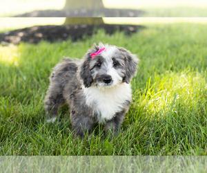 Miniature Bernedoodle Puppy for sale in SHIPSHEWANA, IN, USA