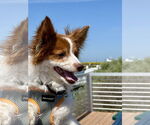 Small #6 Chi-Corgi