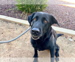 Small #12 Labrador Retriever