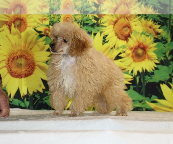 Medium Photo #14 Poodle (Toy) Puppy For Sale in DYERSBURG, TN, USA