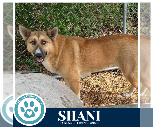 Medium Photo #5 German Shepherd Dog-Unknown Mix Puppy For Sale in Kimberton, PA, USA