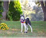 Small #3 Siberian Husky Mix