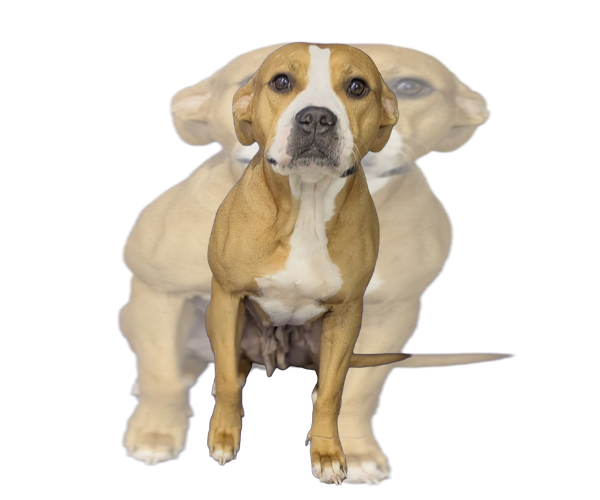 Medium Photo #1 Labrador Retriever-Unknown Mix Puppy For Sale in The Woodlands, TX, USA