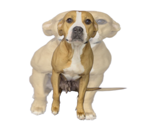 Labrador Retriever-Unknown Mix Dogs for adoption in The Woodlands, TX, USA