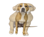 Sequoia - Female Labrador Retriever-Unknown Mix Dog for Adoption - Small photo