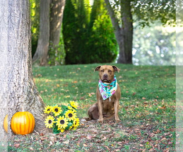 Medium Photo #8 Mutt Puppy For Sale in Unionville, PA, USA