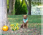 Small Photo #8 Mutt Puppy For Sale in Unionville, PA, USA
