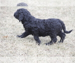 Small Photo #9 Goldendoodle Puppy For Sale in MEMPHIS, MO, USA