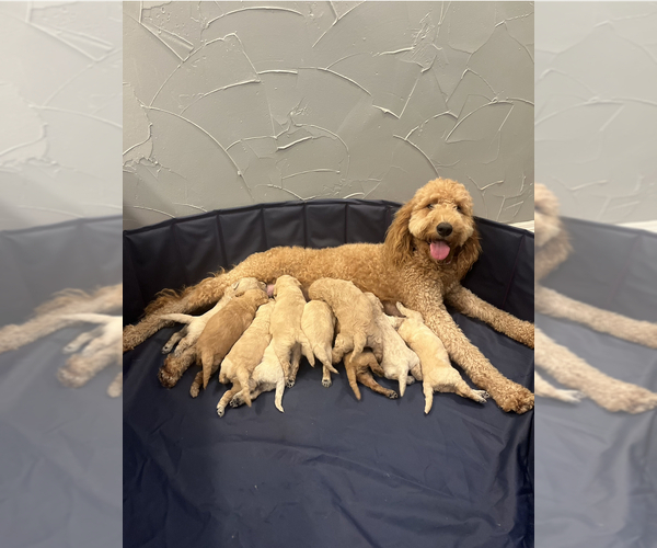 Medium Photo #2 Goldendoodle Puppy For Sale in ROCKWALL, TX, USA