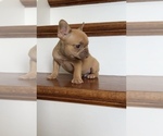 Small #4 French Bulldog
