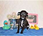 Puppy Sullivan Chihuahua