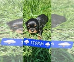 Puppy Storm Cavalier King Charles Spaniel