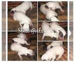 Small Photo #5 Australian Cattle Dog Puppy For Sale in RIDGELAND, SC, USA