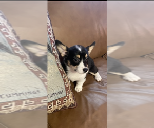 Pembroke Welsh Corgi Puppy for sale in SOMERVILLE, TN, USA