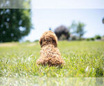 Small Photo #8 Cavapoo Puppy For Sale in WARSAW, IN, USA