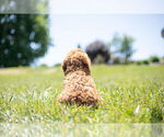 Small #7 Cavapoo