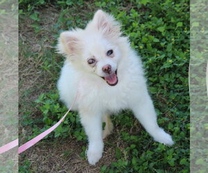 Pomeranian-Unknown Mix Dogs for adoption in Bandera, TX, USA