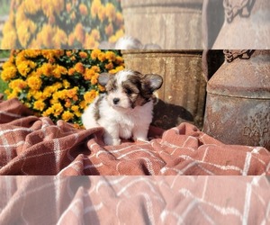 Shorkie Tzu Dog for Adoption in MANES, Missouri USA
