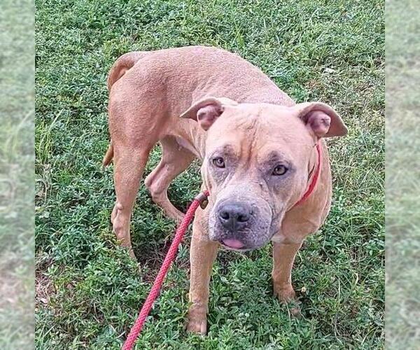 Medium Photo #2 American Bulldog-Unknown Mix Puppy For Sale in Fort Lauderdale, FL, USA