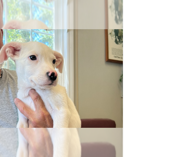 Medium Photo #1 Mutt Puppy For Sale in Osgood, IN, USA