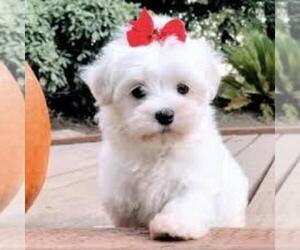 Maltipoo-Poodle (Toy) Mix Puppy for sale in KENMORE, WA, USA
