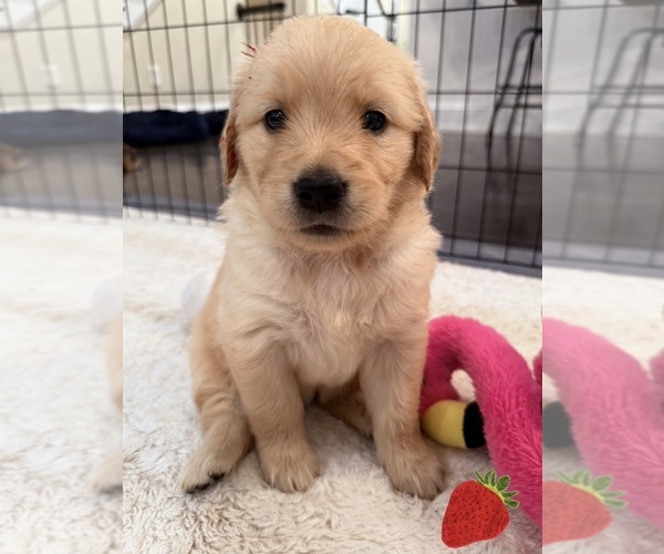 Medium Photo #2 Golden Retriever Puppy For Sale in EXTON, PA, USA