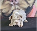 Small #5 English Bulldog