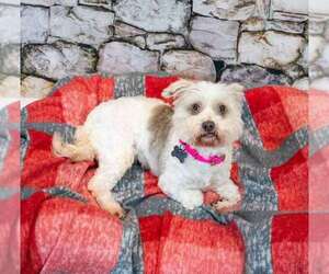 Virginia - Female Poochon Dog for Adoption - Photo #2
