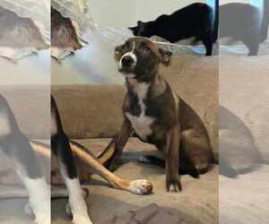 Mae - Female Labrador Retriever-Unknown Mix Dog for Adoption - Photo #9