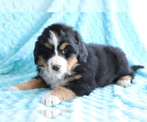 Bearded Collie-Bernese Mountain Dog Mix Puppy for sale in SHILOH, OH, USA