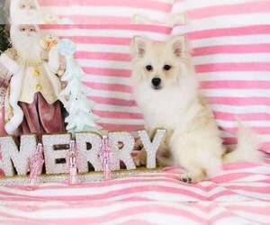 Pomeranian Puppy for sale in CINCINNATI, OH, USA
