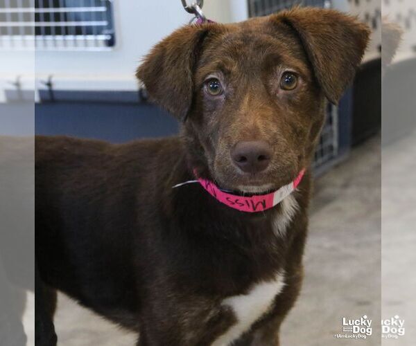 Medium Photo #4 Labrador Retriever-Unknown Mix Puppy For Sale in Washington, DC, USA
