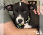 Small #3 Labrador Retriever Mix