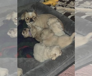 Mother of the Pekingese puppies born on 12/25/2025