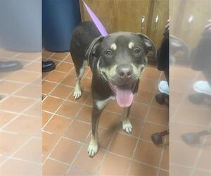 Huskies -Rottweiler Mix Dogs for adoption in Augusta, GA, USA