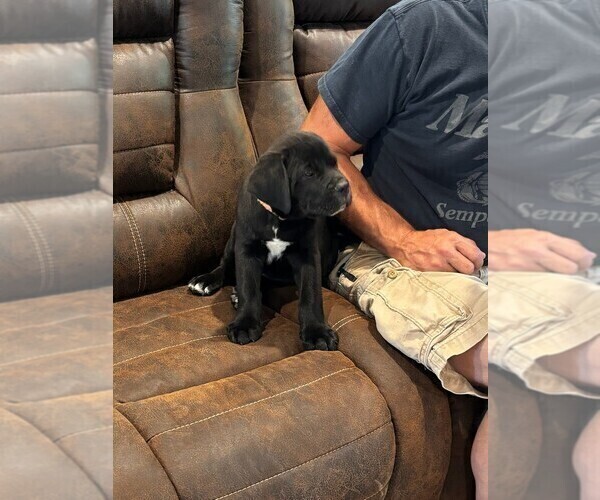 Medium Photo #7 Cane Corso Puppy For Sale in REEVESVILLE, SC, USA