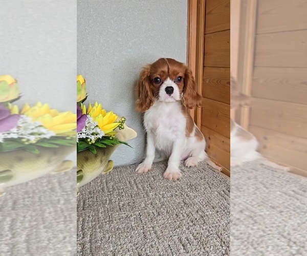 Medium Photo #1 Cavalier King Charles Spaniel Puppy For Sale in JASONVILLE, IN, USA