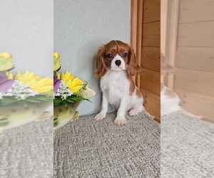 Cavalier King Charles Spaniel Puppy for sale in JASONVILLE, IN, USA