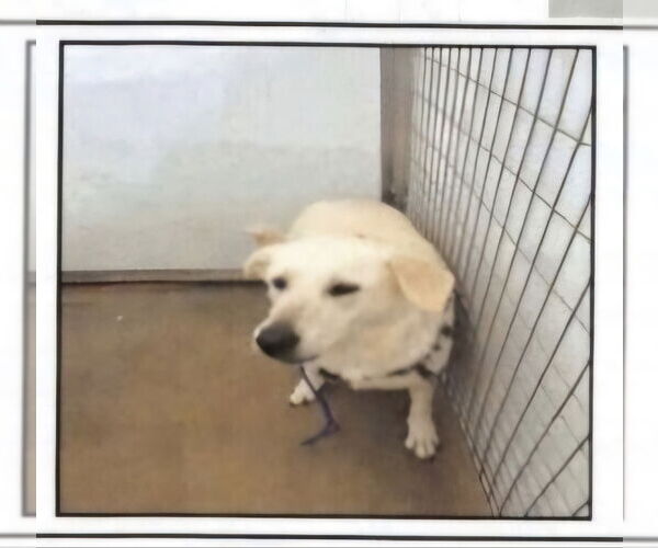 Medium Photo #5 Akbash-Great Pyrenees Mix Puppy For Sale in Winston Salem, NC, USA