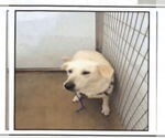 Small #4 Akbash-Great Pyrenees Mix