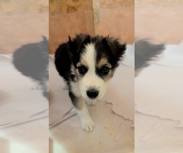 Medium Photo #4 Australian Shepherd-Unknown Mix Puppy For Sale in Pena Blanca, NM, USA