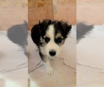Small #3 Australian Shepherd Mix