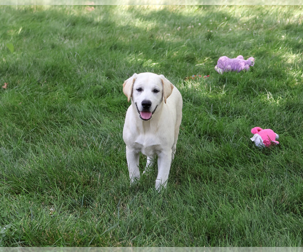 Medium Photo #3 Labrador Retriever Puppy For Sale in SYRACUSE, IN, USA