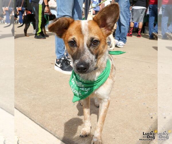 Medium Photo #5 Red Heeler-Unknown Mix Puppy For Sale in Washington, DC, USA