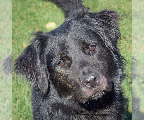 Medium Photo #1 Great Pyrenees-Unknown Mix Puppy For Sale in Huntley, IL, USA