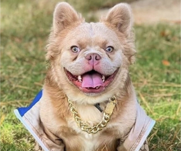 Medium Photo #1 French Bulldog Puppy For Sale in DANBURY, CT, USA