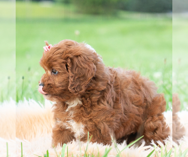Medium Photo #4 Cavapoo (Miniature) Puppy For Sale in WARSAW, IN, USA