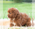 Small #3 Cavapoo (Miniature)
