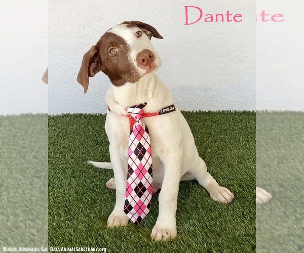 Medium Photo #1 Lab-Pointer Puppy For Sale in San Diego, CA, USA